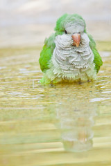 Freilebende Mönchssittiche (Myiopsitta monachus) in Italien, Bergamo
