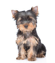 Portrait of a Yorkshire Terrier puppy siting in front view and looking at camera. Isolated on white background