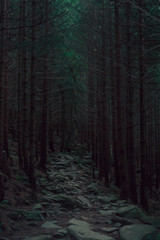 Fototapeta premium Stone path in dense forest. Pine forest