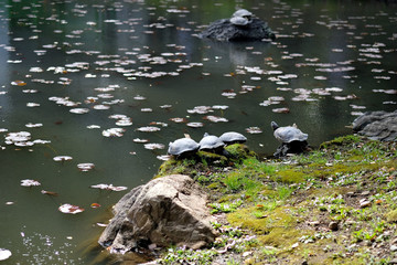 春の東京小石川後楽園の池で仲良く甲羅干しをする亀達ののどかな風景