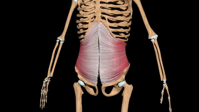 Transverse Abdominal Muscles on Skeleton