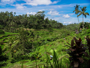 Fototapeta premium A wonderful huge rice field in Bali