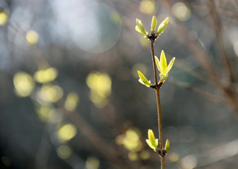 Buds on a branch, spring, tree