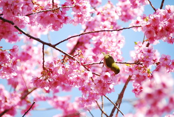 桜