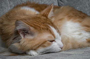 Fototapeta na wymiar Cute red cat laying on grey sofa