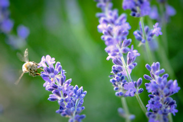 Lavendel mit Biene Hintergrund Platz für Text