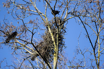 Nests of grazing trees. Black birds sit side by side