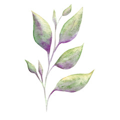 Fototapeta premium Watercolor twig. Elegant floral elements. branches isolated on a white background
