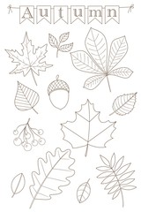 Coloring page. Autumn and leaves 