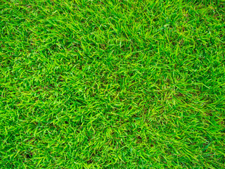 Green nature grass texture decoration background