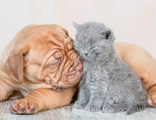 Close up puppy kisses baby kitten on the floor at home