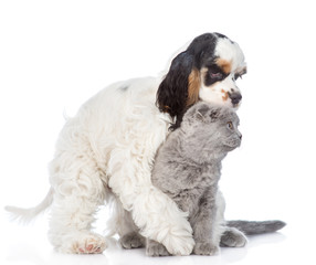 Cocker Spaniel puppy hugs scottish kitten and gnaws her ear. isolated on white background