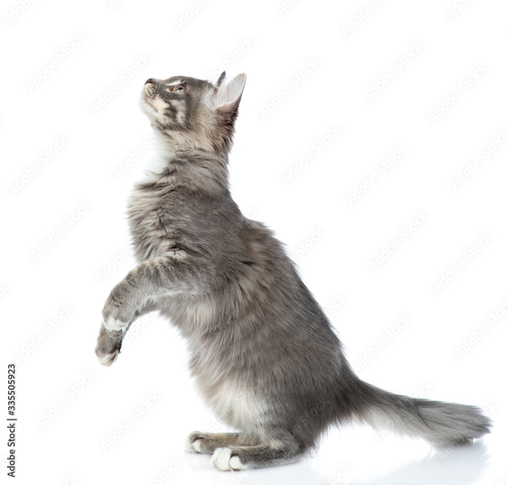 Poster playful cat looks up and stands in profile. isolated on white background