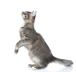 Playful cat looks up and stands in profile. isolated on white background