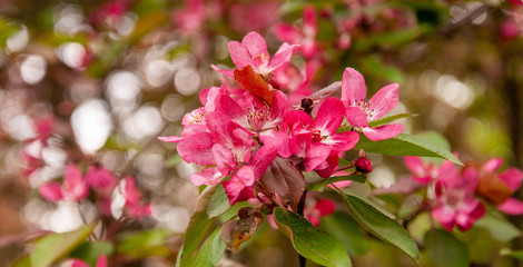 Obraz na płótnie Canvas Beautiful pink apple flowers and gentle green leaves in the garden in the rays of the sun