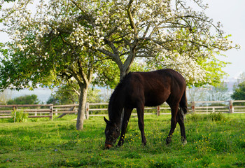 Animal ferme cheval 14