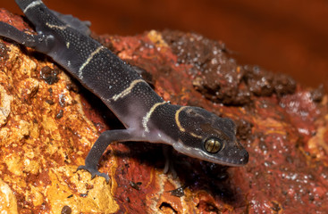Close up shot of banded geko