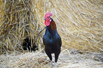 Animal ferme volaille 16 © Nicolas Dieppedalle