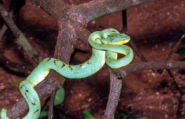 Green Venomous Pitviper  Snake  On Tree  Macro Shot