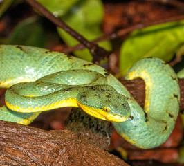 Green Venomous Pitviper Snake  On Tree  Macro Shot