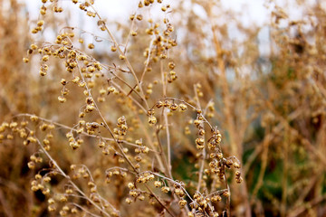 Obraz premium Dry grass in the field. Dry wormwood branches, selective focus, abstract background, floral background.
