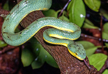 Green Venomous Pitviper Snake  On Tree  Macro Shot