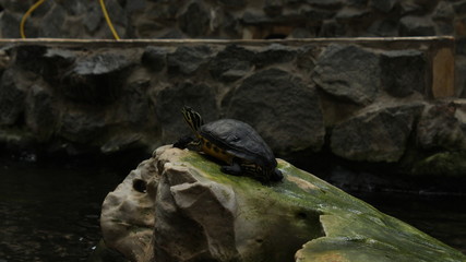 turtle on rock
