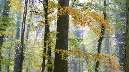 Park strzelecki w jesienne mgle polska © Roman