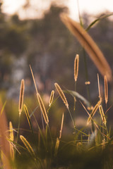 Spring grassland