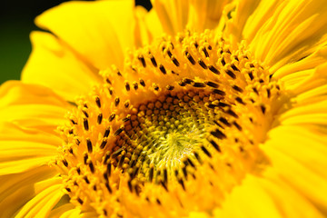 Macro sunflower and pollen.