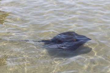 eagle ray swimming in the sea