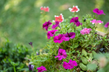 Spring background, blossom multicolor flower in garden.