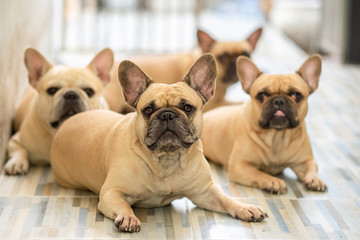 Group French bulldog lying at tile floor indoor.