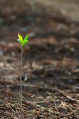The new leaf up. A fitting symbol of the start. green sprout growing in the ground