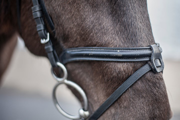 Horse's head. Muzzle of a horse close-up.