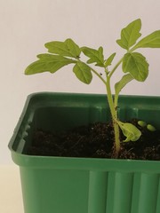 seedling in a pot
