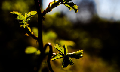 
Rosehip branch with blooming leaves on a blurry dark green background