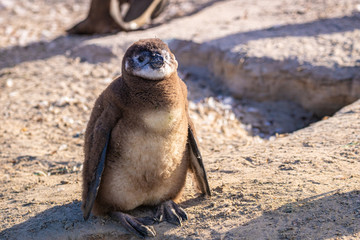 Brillen-Pinguin Küken (Spheniscus humboldti) in Südafrika, junger Pinguin, Brillenpinguin