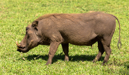 Warzenschwein in der afrikansichen Savanne, Südafrika