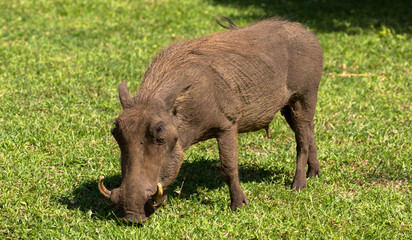 Warzenschwein im Nationalpark, Afrika