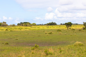 Fototapeta na wymiar African landscape with blue sky and clouds in Kruger National Park, South Africa 