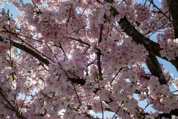 A picture of a beam of sunshine shining through some cherry blossoms.   Vancouver BC Canada
