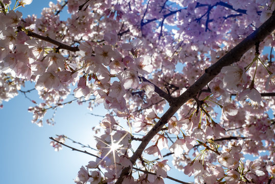 A picture of a beam of sunshine shining through some cherry blossoms.   Vancouver BC Canada

