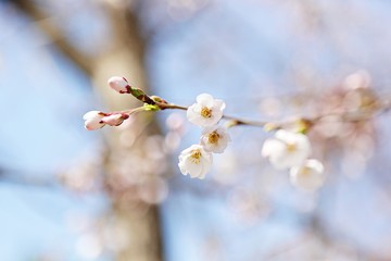 한국 인천시 남동구 인천대공원 입니다