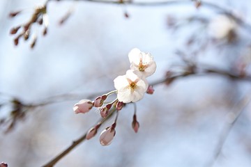 한국 인천시 남동구 인천대공원 입니다