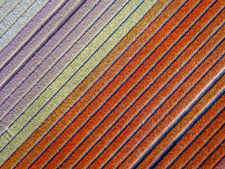 Aerial view Tulip field