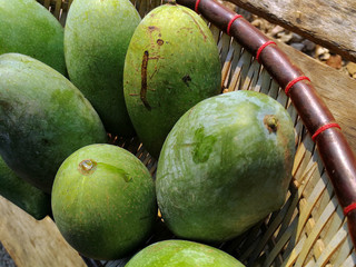 green mango on basket and old wooden desk ,group of mangoes fruit, sour and high vitamin for healthy.
