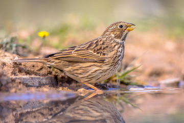 Corn bunting drinking