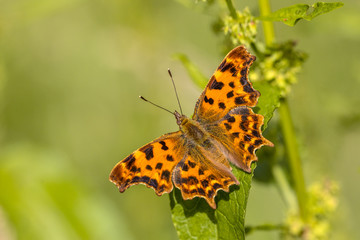Fototapeta na wymiar Comma butterfly