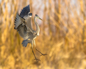 Grey heron flying preparing for landing